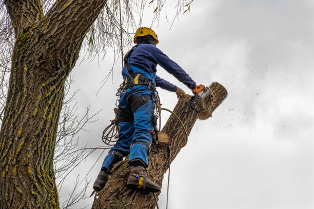 Best Affordable Tree Service  in Columbus, NM